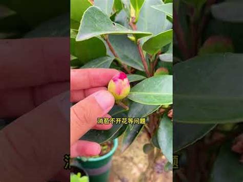 茶花擋煞